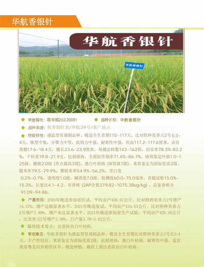 華航香銀針